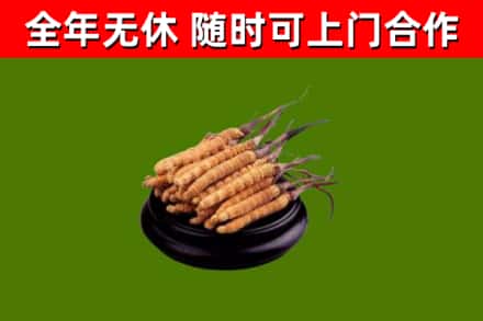玉门市回收冬虫夏草